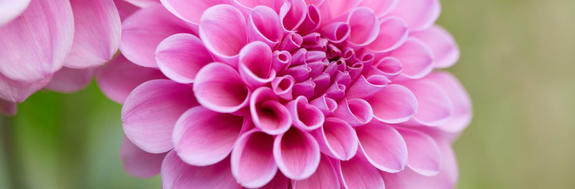dalia fiore autunno