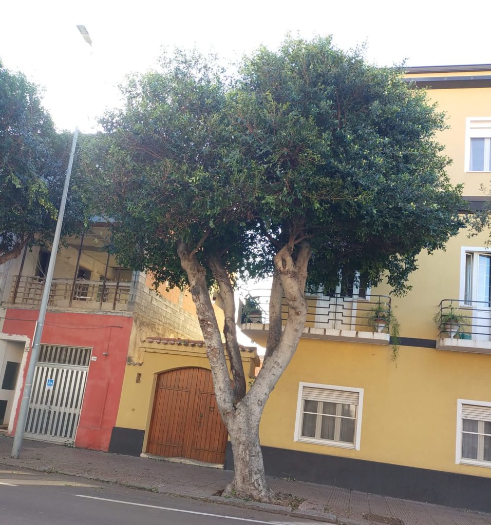 potatura albero comune oristano