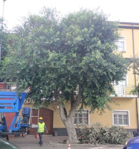 potatura albero comune oristano