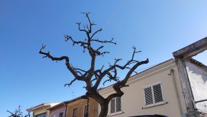 potatura albero comune oristano