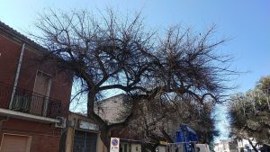 potatura albero comune oristano